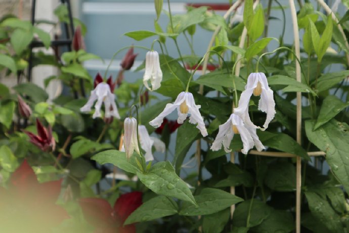 Clematis 'Twinkle' 闪烁