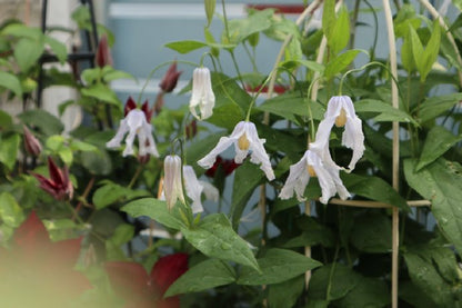 Clematis 'Twinkle' 闪烁