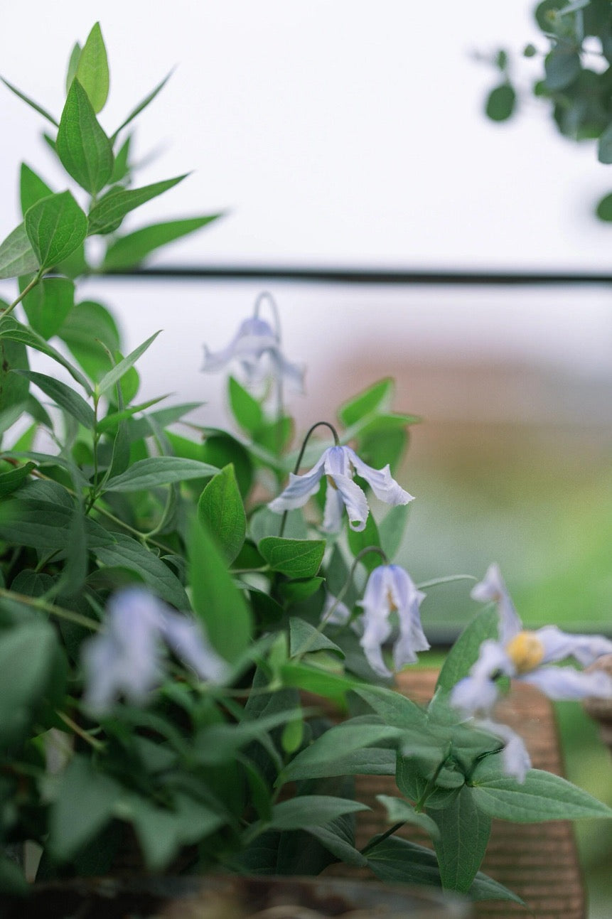Clematis 'Twinkle' 闪烁
