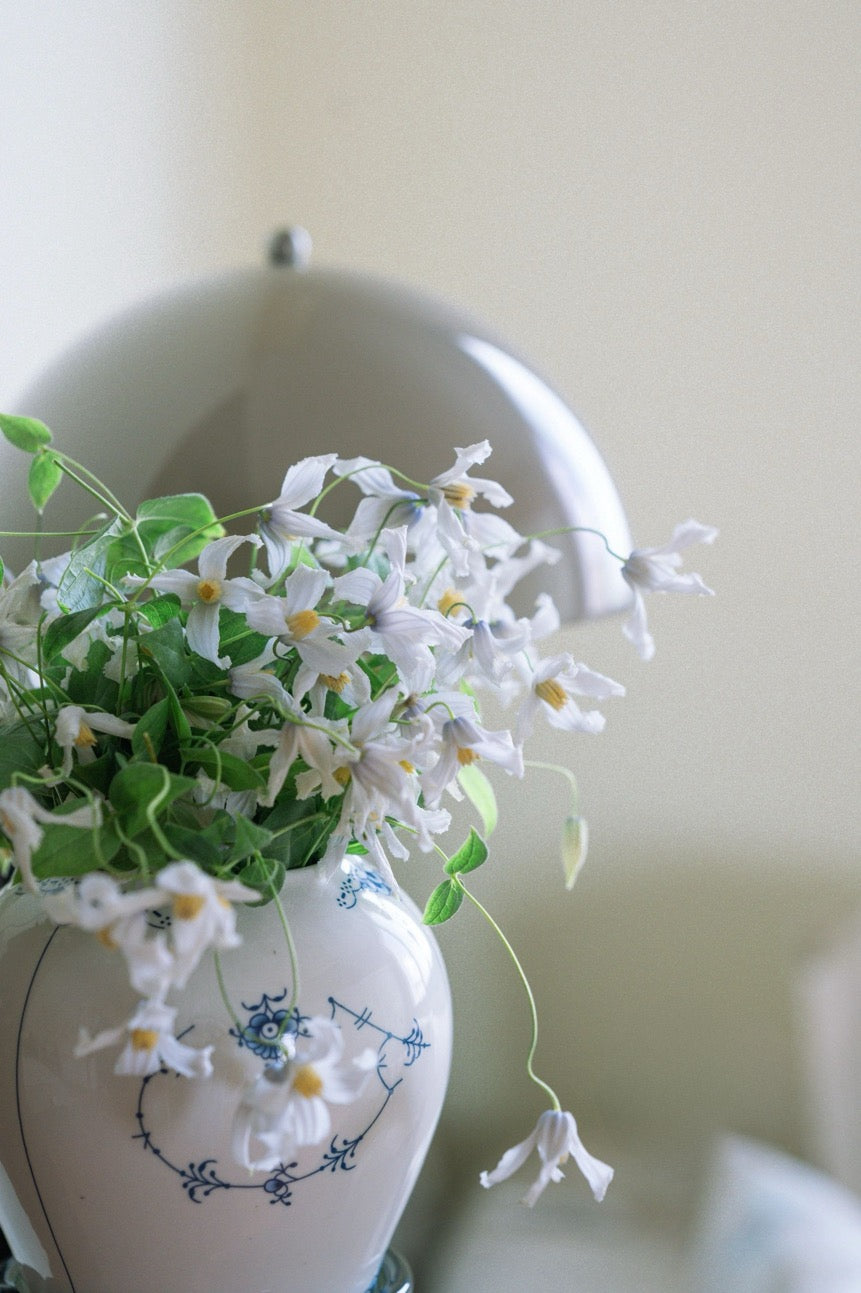 Clematis 'Twinkle' 闪烁
