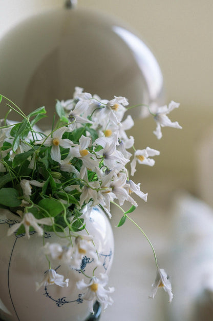 Clematis 'Twinkle' 闪烁