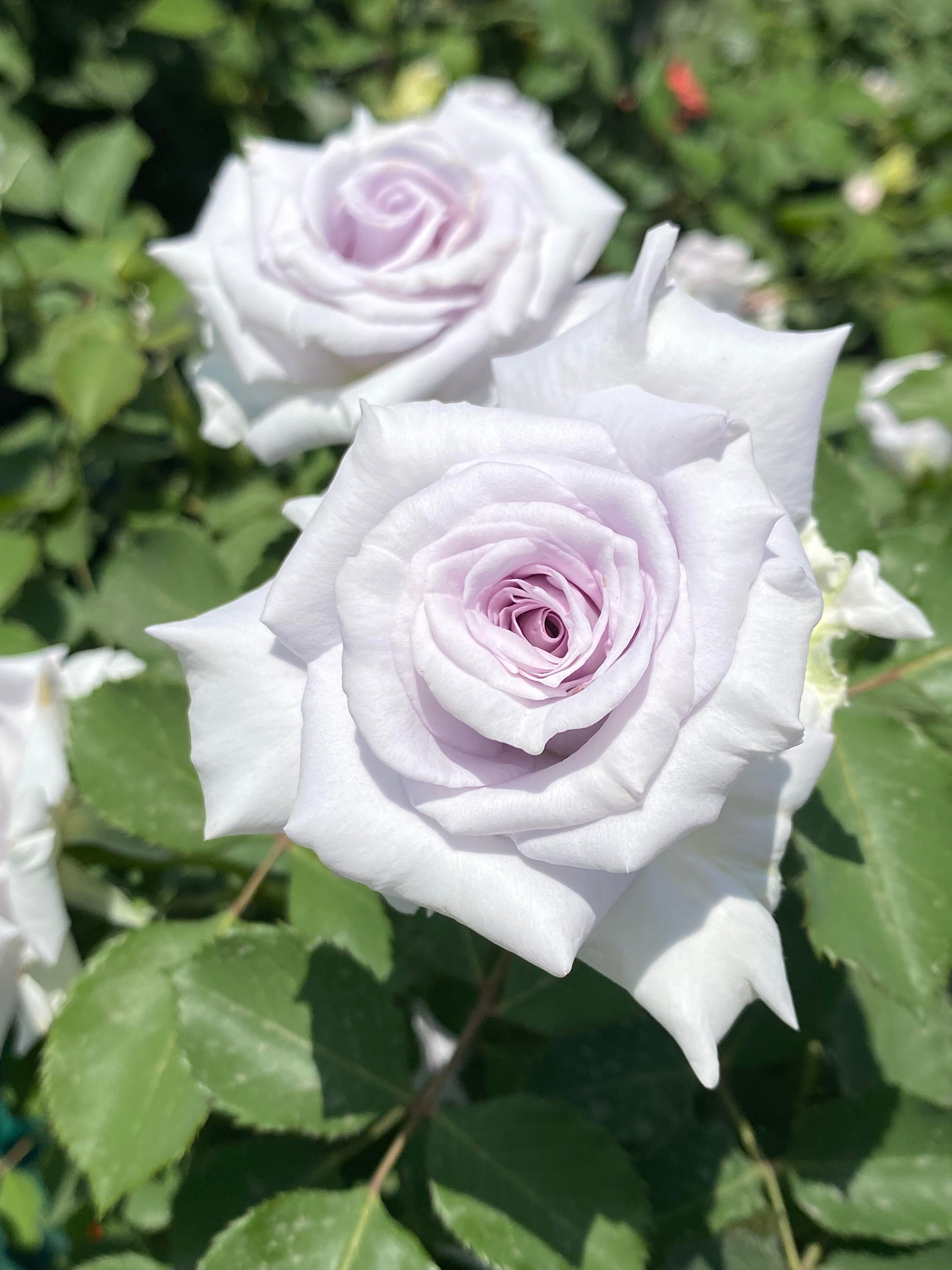 Rose 'Grawn Blue' グランブルー 大地之蓝 Rare Hardy Lavender Blue
