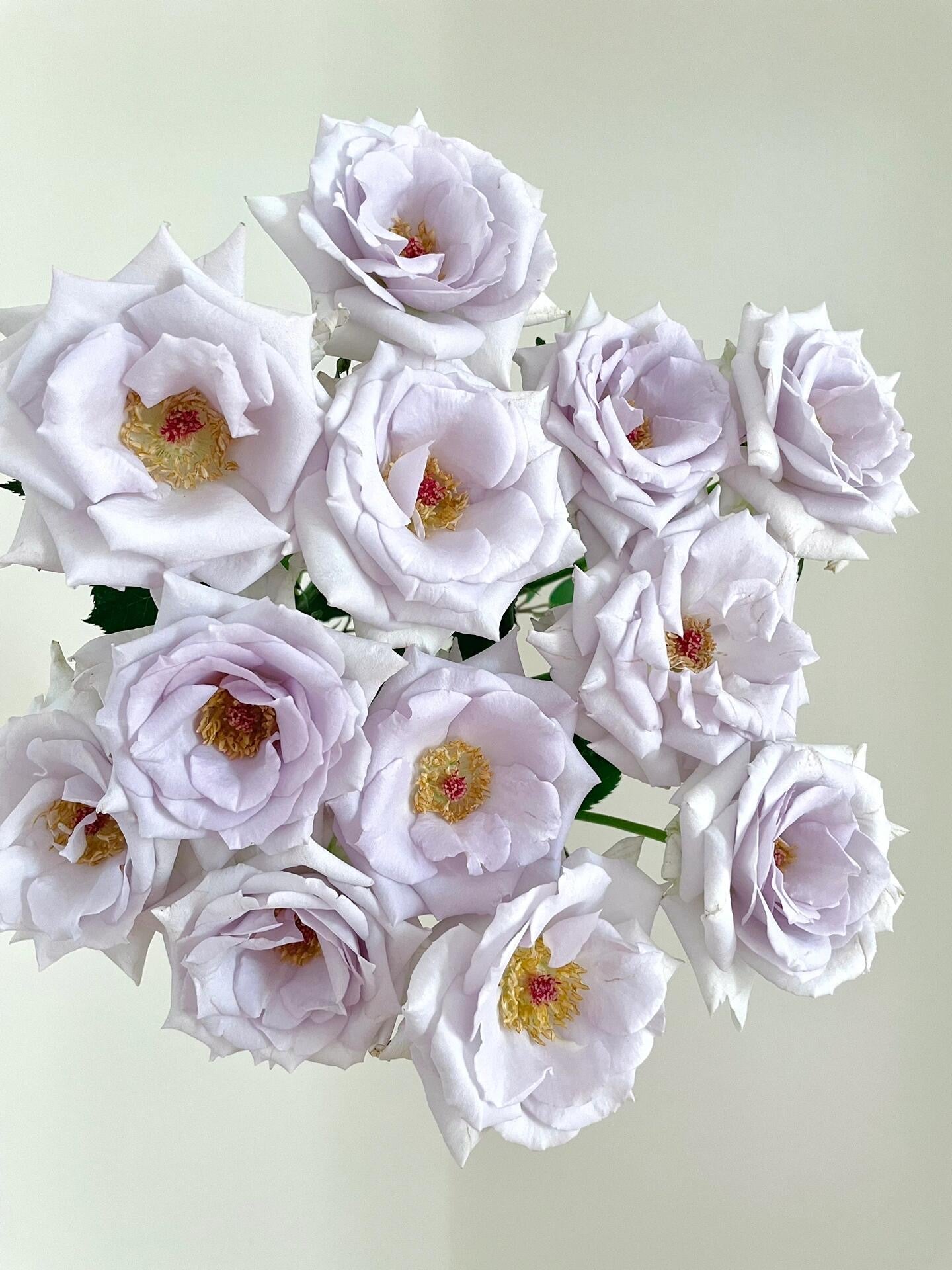 Rose 'Grawn Blue  | 蓝色格劳恩 '