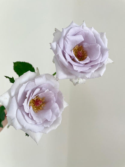 Rose 'Grawn Blue  | 蓝色格劳恩 '