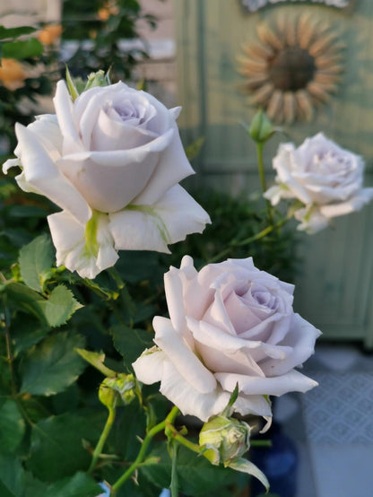 Rose 'Grawn Blue  | 蓝色格劳恩 '