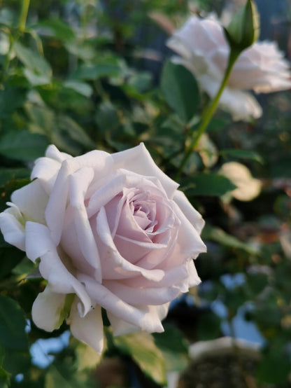 Rose 'Grawn Blue  | 蓝色格劳恩 '