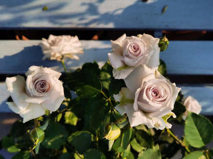 Rose 'Grawn Blue  | 蓝色格劳恩 '