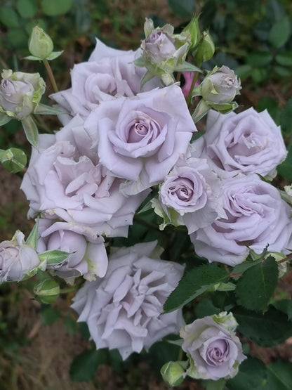 Rose 'Grawn Blue  | 蓝色格劳恩 '