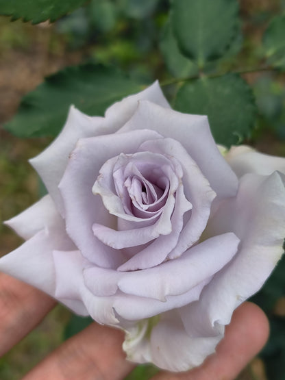 Rose 'Grawn Blue  | 蓝色格劳恩 '
