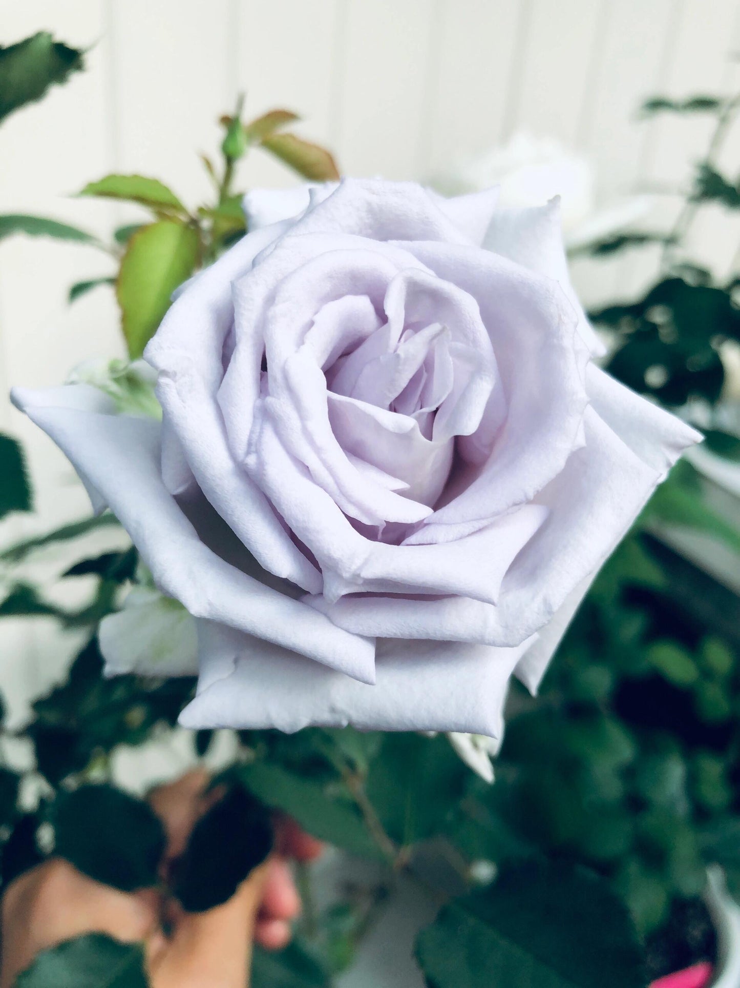 Rose 'Grawn Blue  | 蓝色格劳恩 '