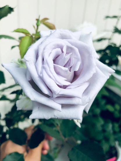 Rose 'Grawn Blue  | 蓝色格劳恩 '