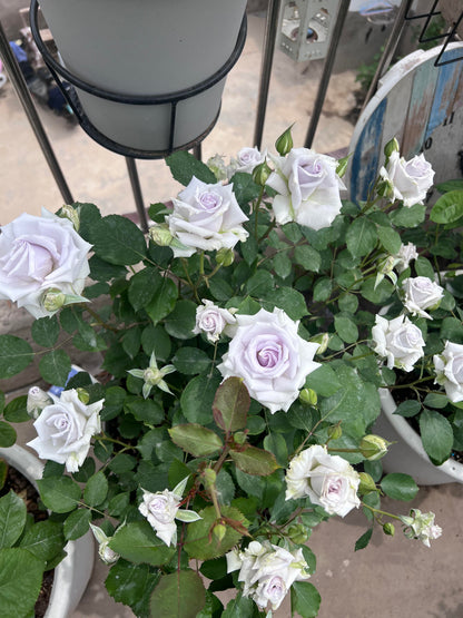 Rose 'Grawn Blue  | 蓝色格劳恩 '