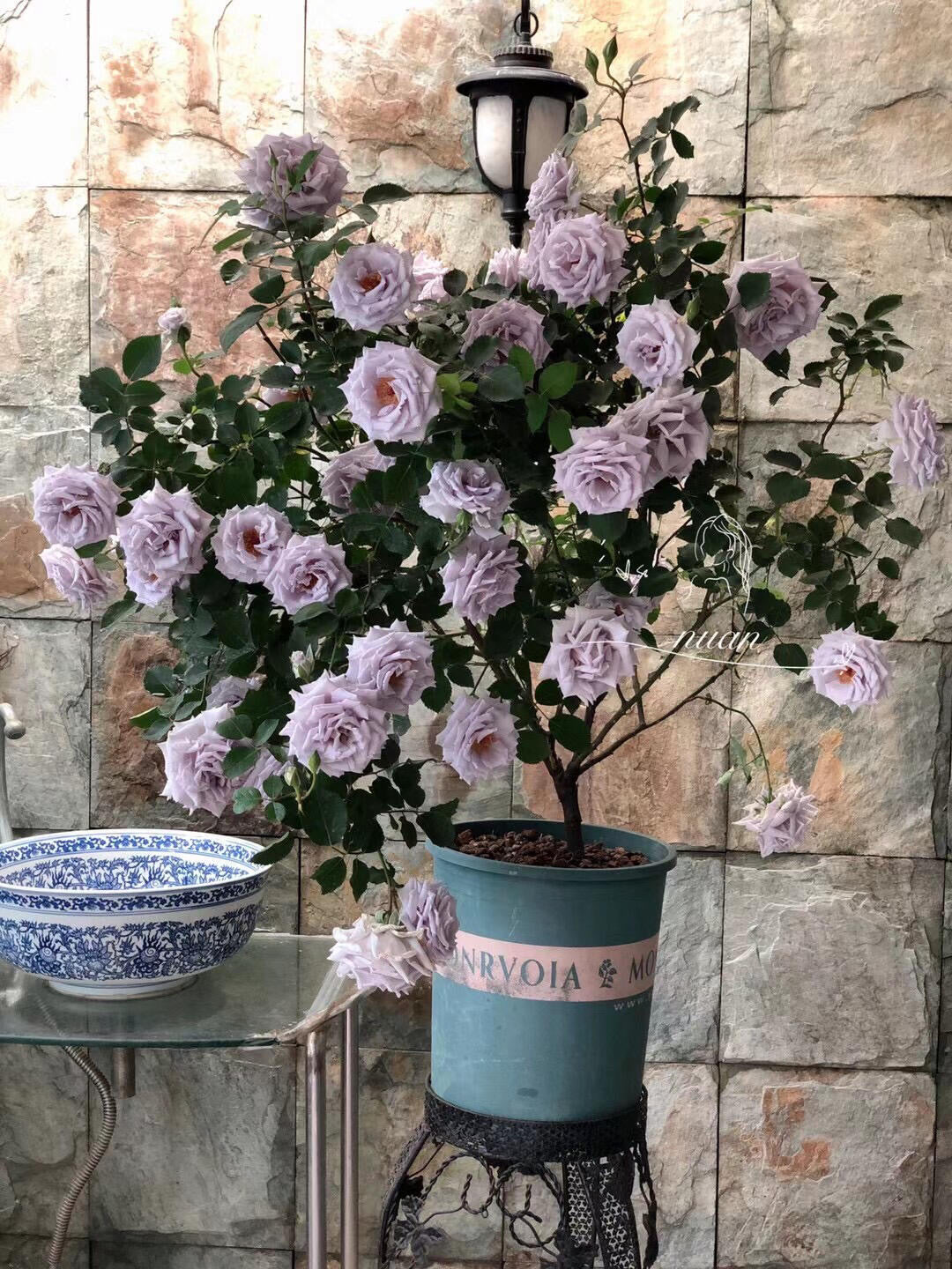 Rose 'Grawn Blue  | 蓝色格劳恩 '