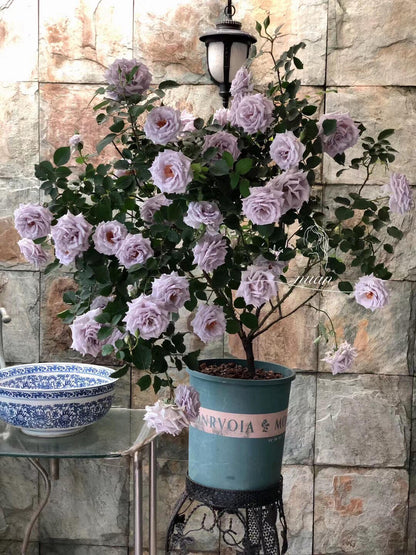 Rose 'Grawn Blue  | 蓝色格劳恩 '