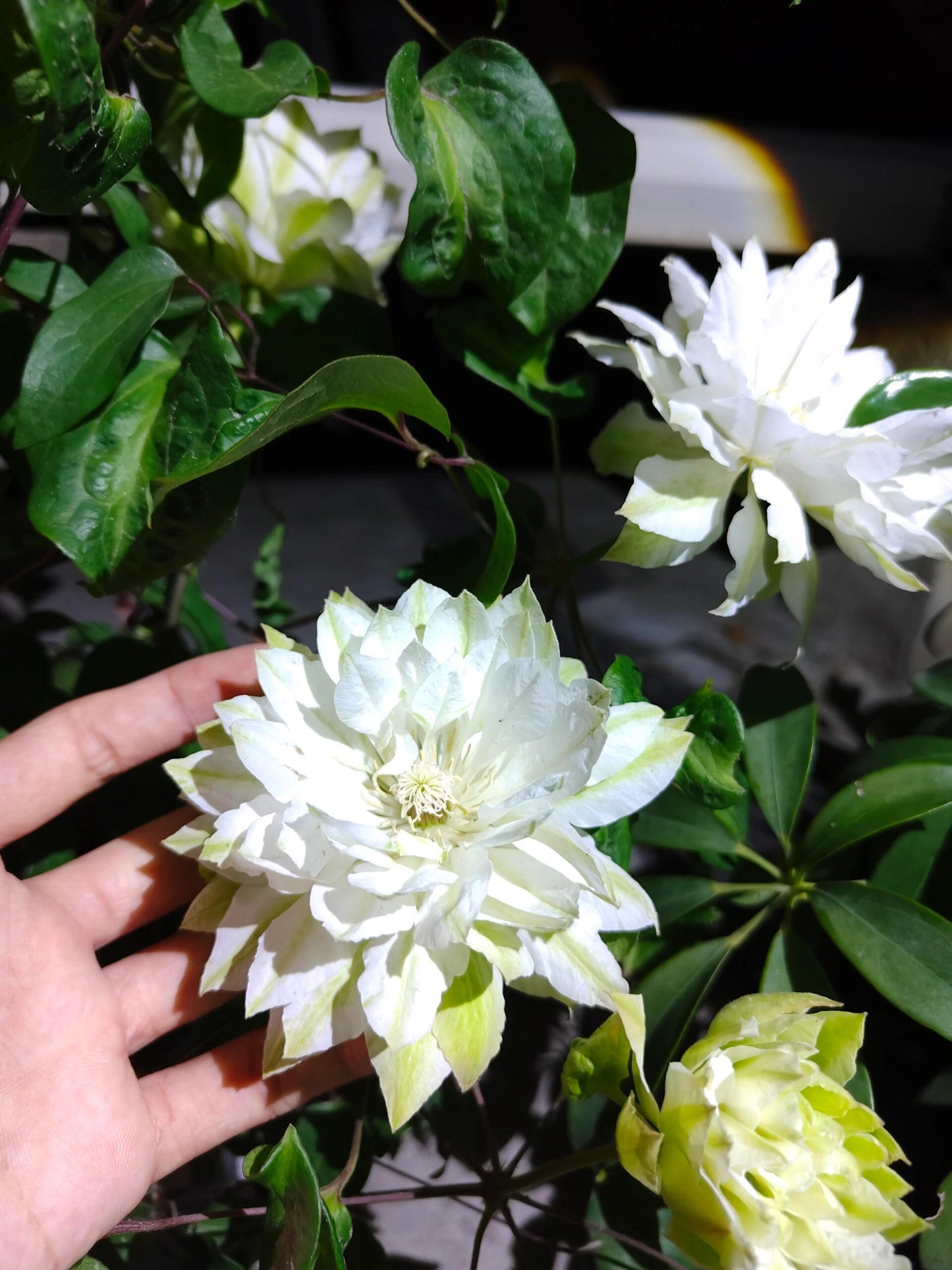 Clematis ‘Yukiokoshi ' / 雪妆