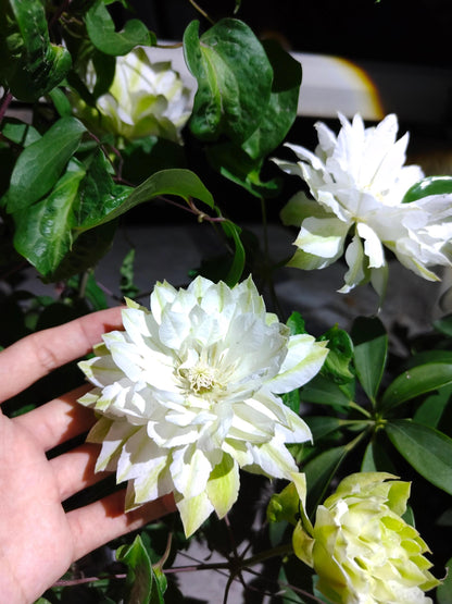 Clematis ‘Yukiokoshi ' / 雪妆