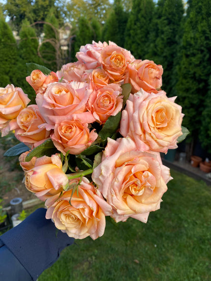 Rose  ‘  Shimmer  ’  微光