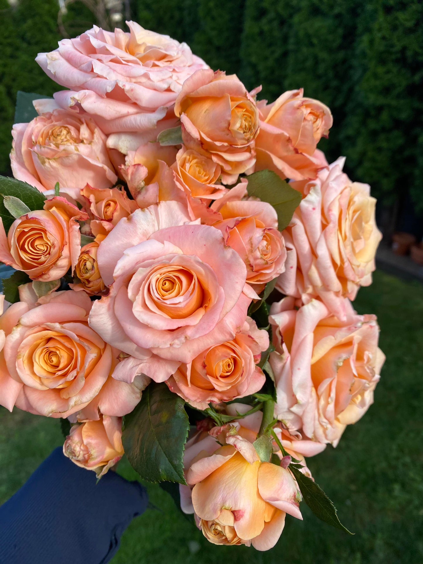 Rose  ‘  Shimmer  ’  微光