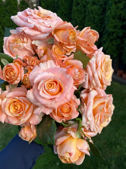 Rose  ‘  Shimmer  ’  微光