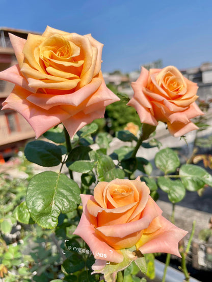 Rose  ‘  Shimmer  ’  微光