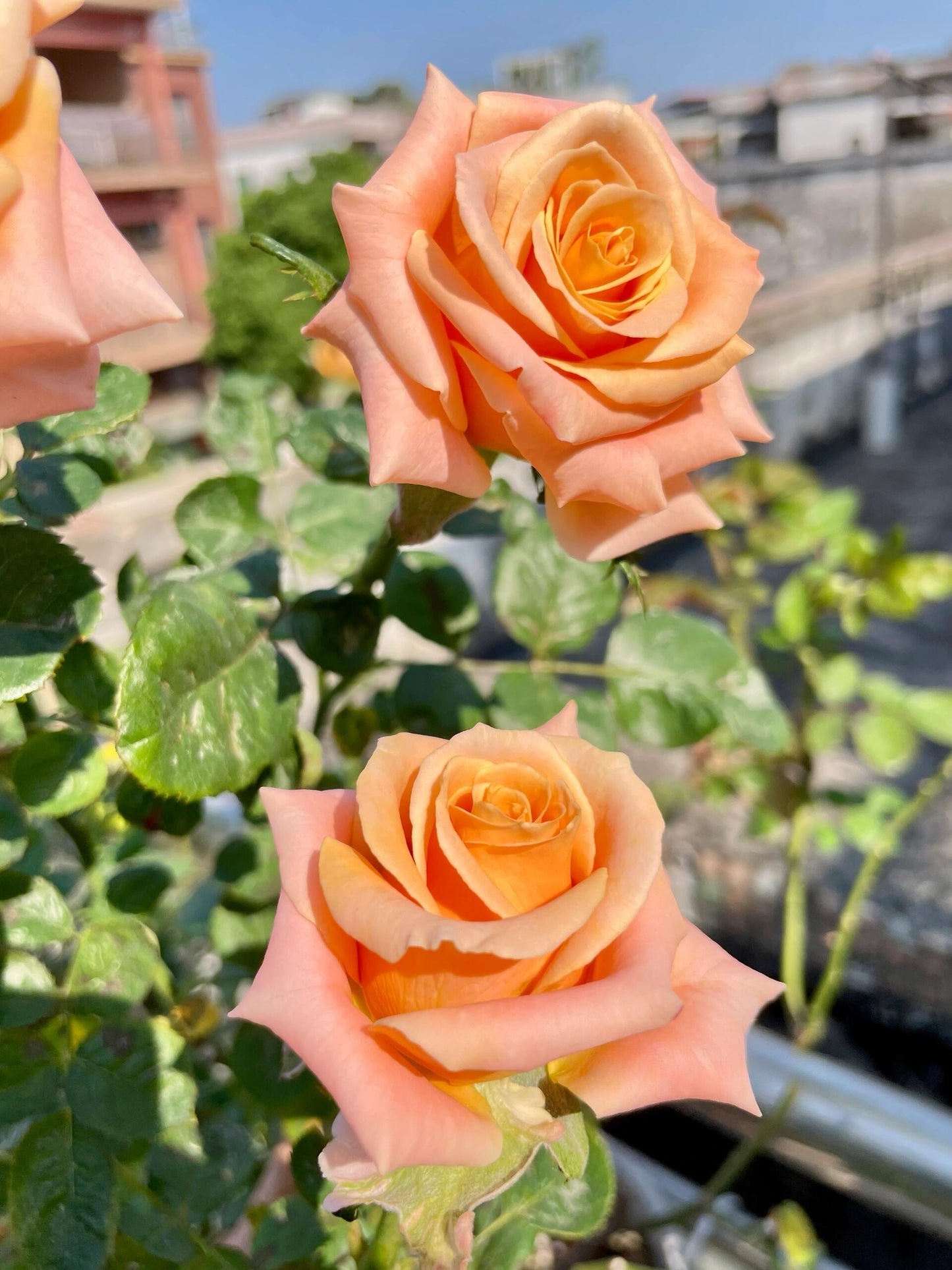 Rose  ‘  Shimmer  ’  微光