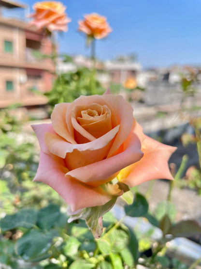 Rose  ‘  Shimmer  ’  微光