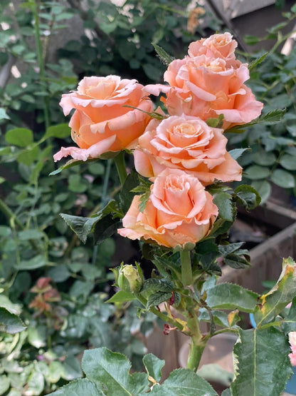 Rose  ‘  Shimmer  ’  微光