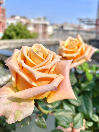 Rose  ‘  Shimmer  ’  微光