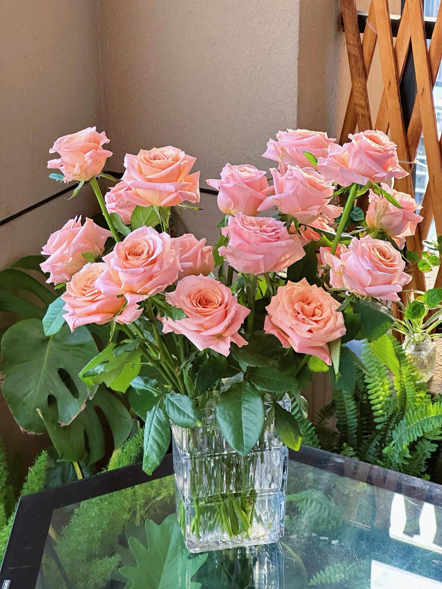 Rose  ‘  Shimmer  ’  微光