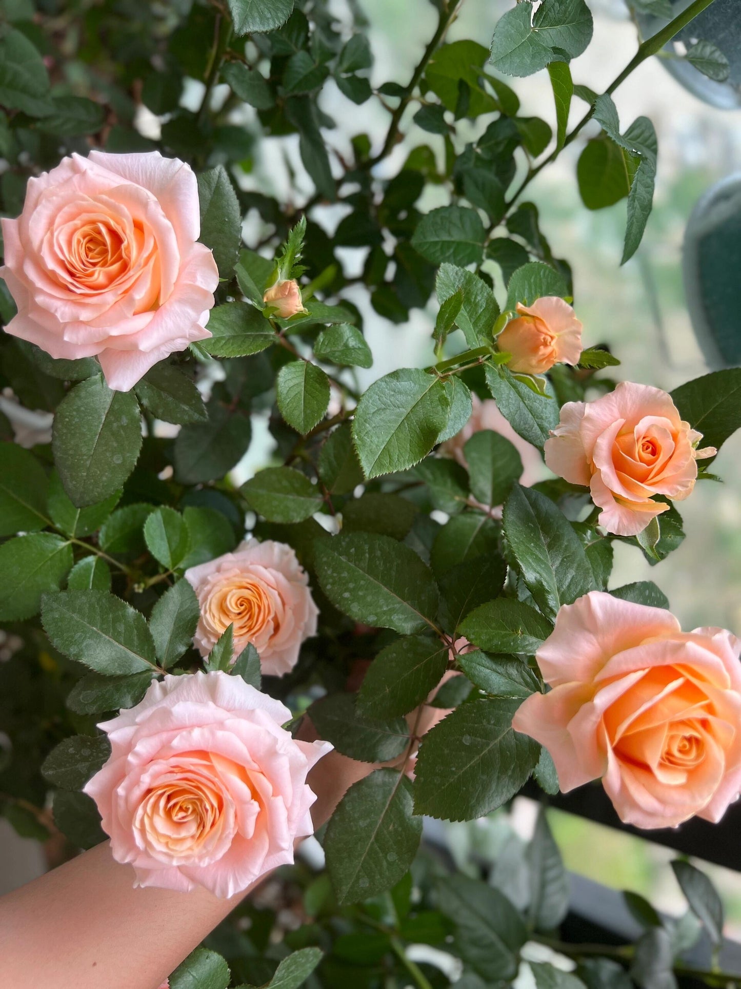 Rose  ‘  Shimmer  ’  微光