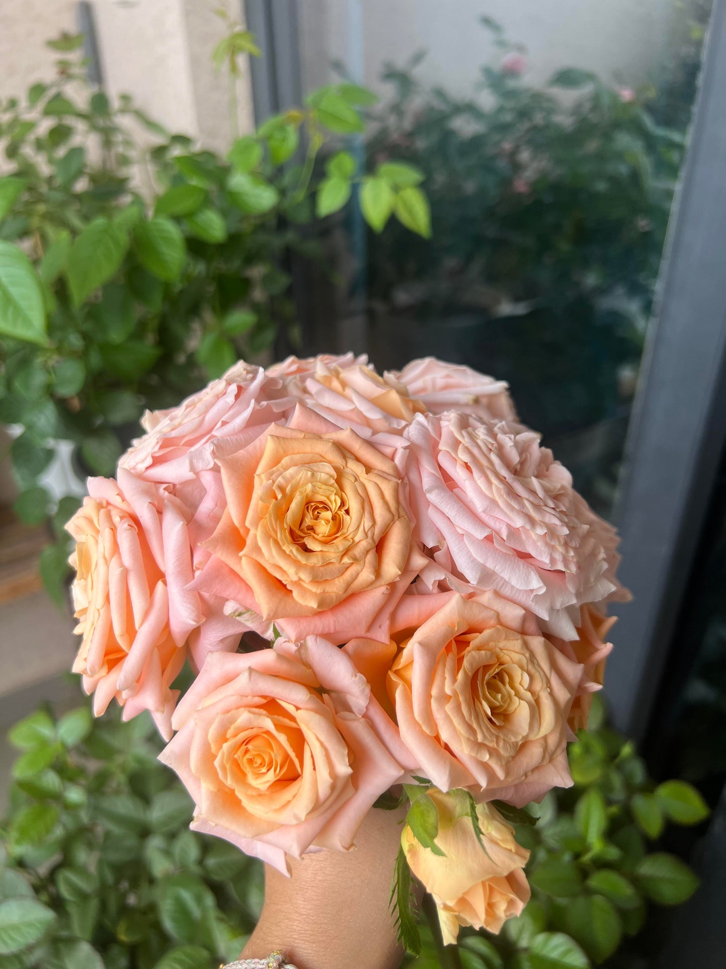 Rose  ‘  Shimmer  ’  微光