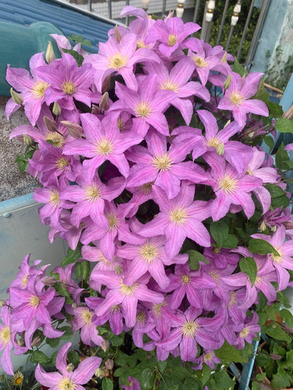 Clematis 'Danuta' 戴纽特
