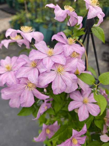 Clematis 'Danuta' 戴纽特
