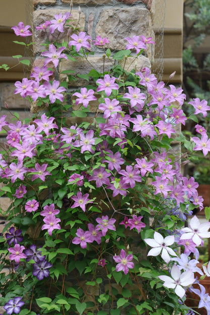 Clematis 'Danuta' 戴纽特