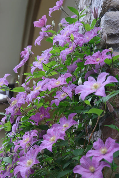 Clematis 'Danuta' 戴纽特