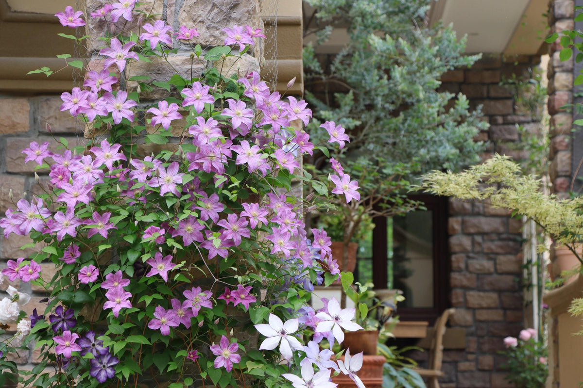 Clematis 'Danuta' 戴纽特