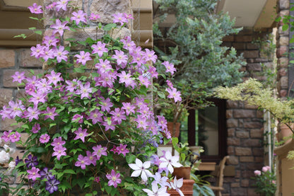 Clematis 'Danuta' 戴纽特