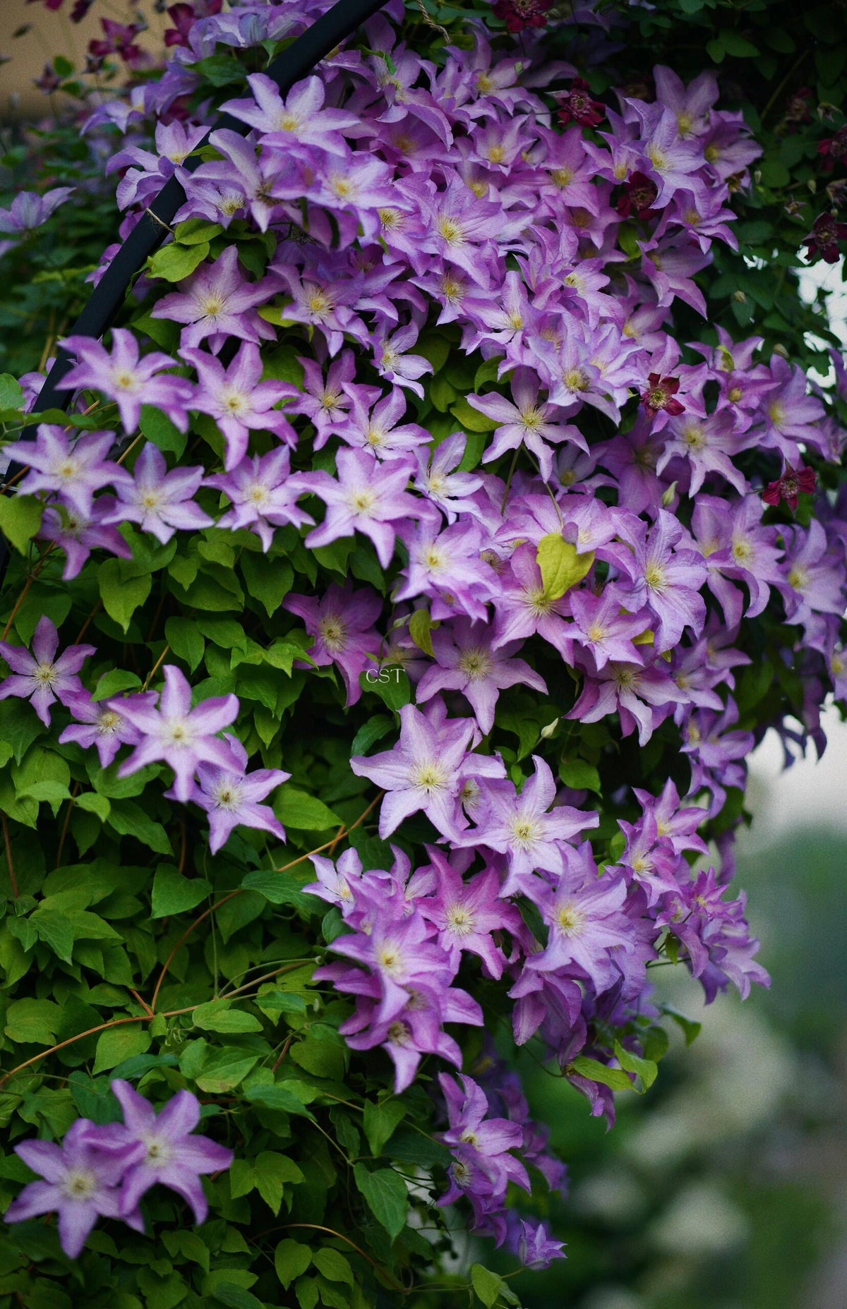Clematis 'Danuta' 戴纽特