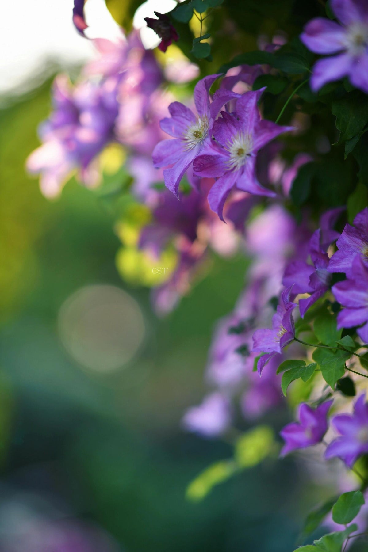 Clematis 'Danuta' 戴纽特