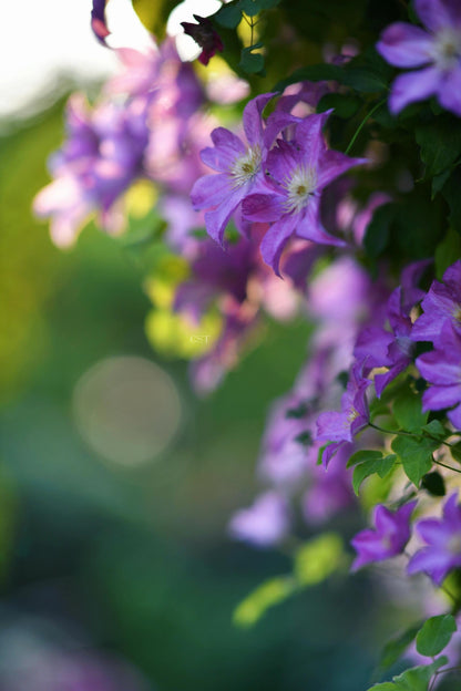 Clematis 'Danuta' 戴纽特