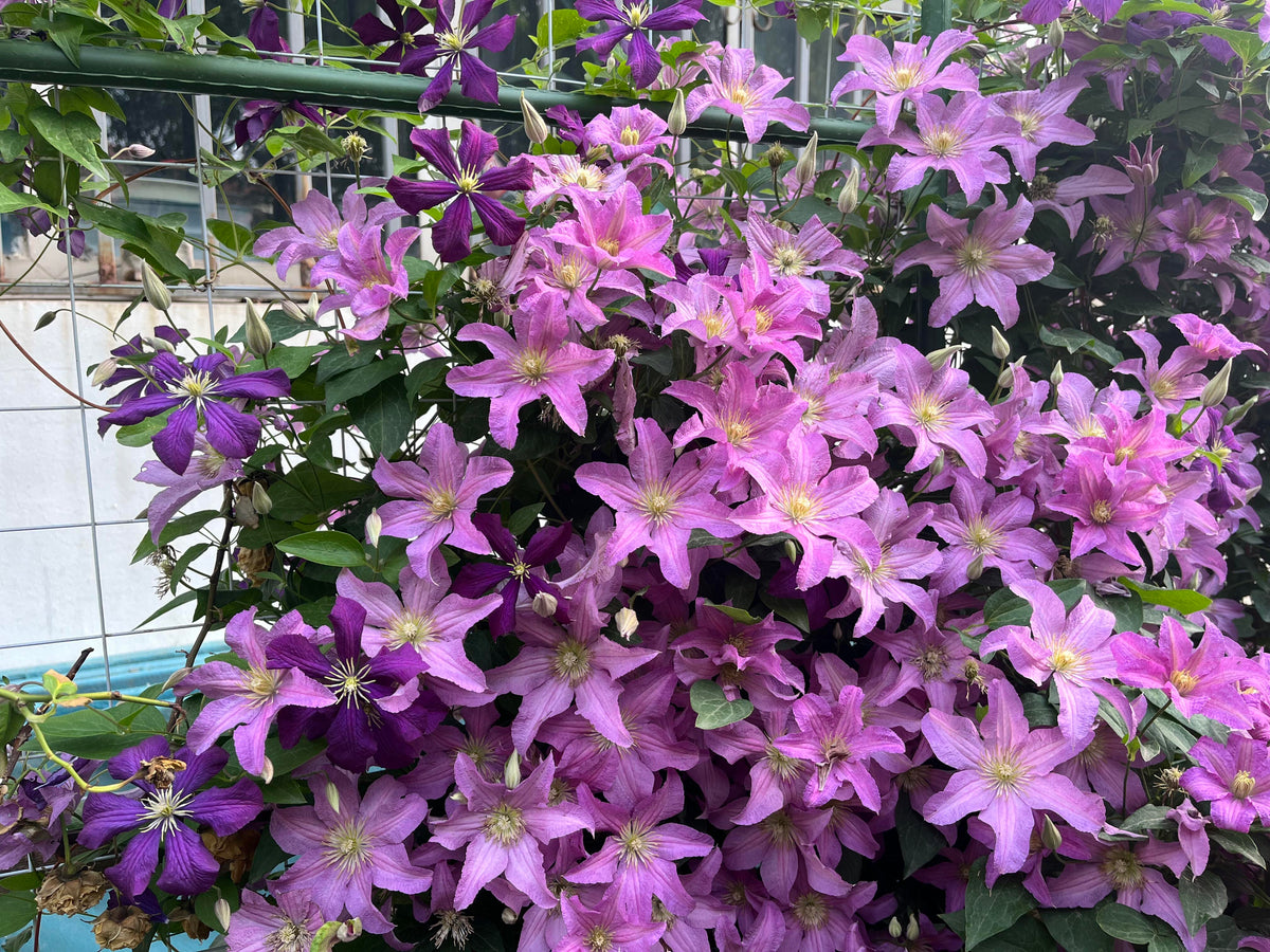 Clematis 'Danuta' 戴纽特