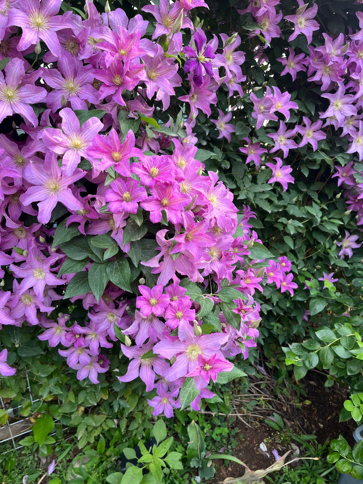 Clematis 'Danuta' 戴纽特
