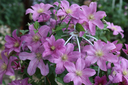 Clematis 'Danuta' 戴纽特