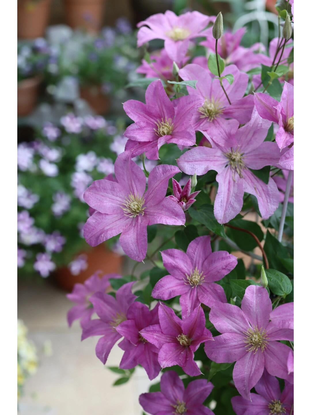 Clematis 'Danuta' 戴纽特