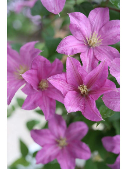 Clematis 'Danuta' 戴纽特