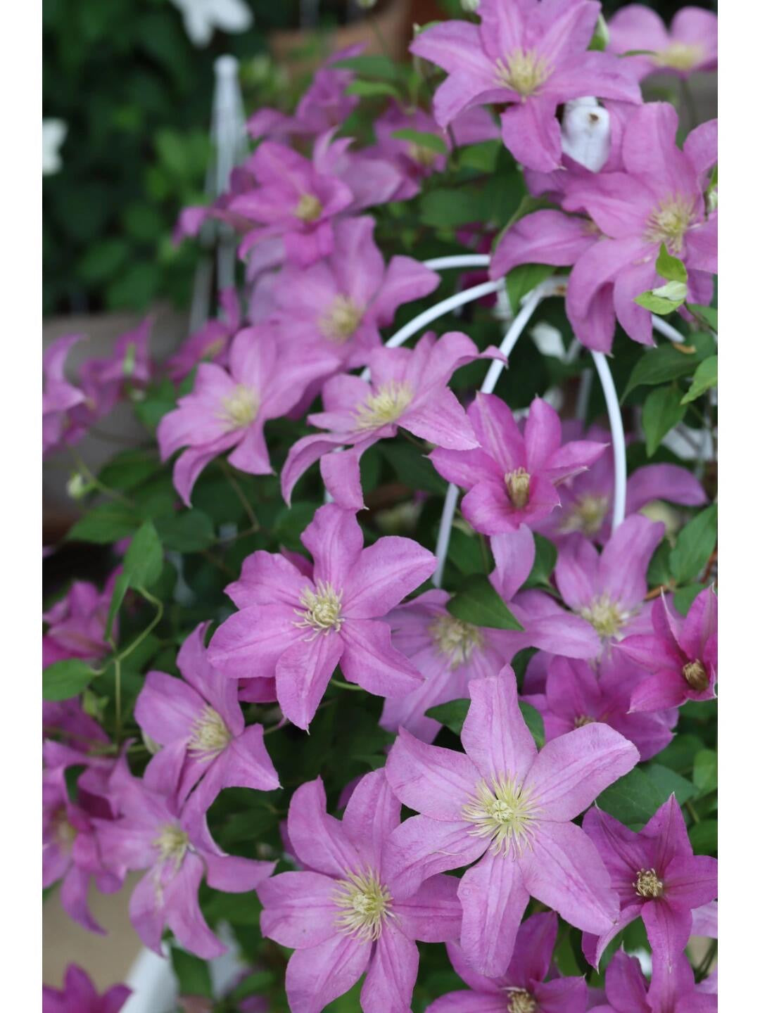 Clematis 'Danuta' 戴纽特