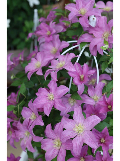 Clematis 'Danuta' 戴纽特