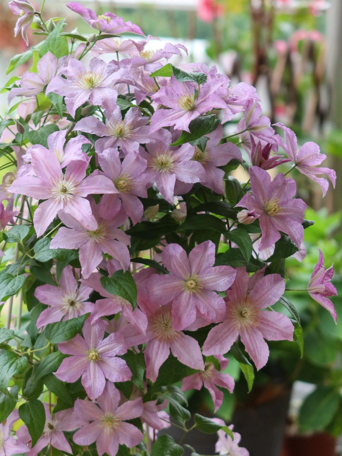 Clematis 'Danuta' 戴纽特