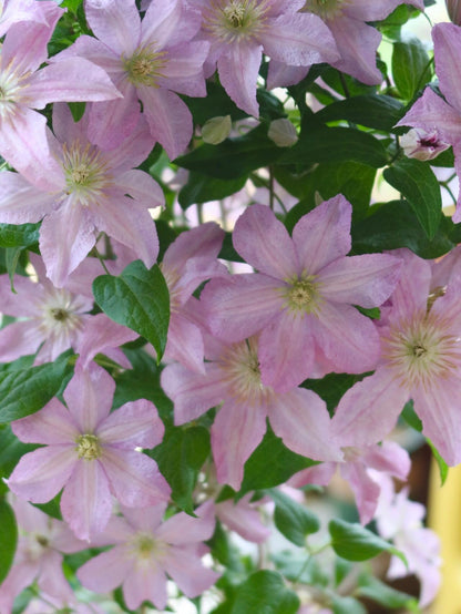 Clematis 'Danuta' 戴纽特