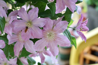 Clematis 'Danuta' 戴纽特